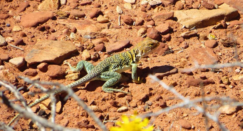 A greenish blue lizard appears on red earth 